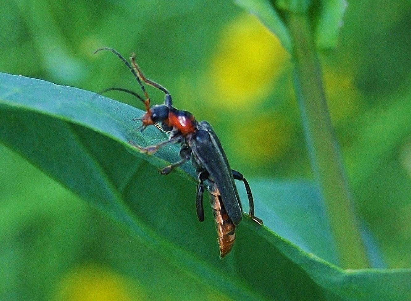 Ein Gemeiner- Weichkäfer