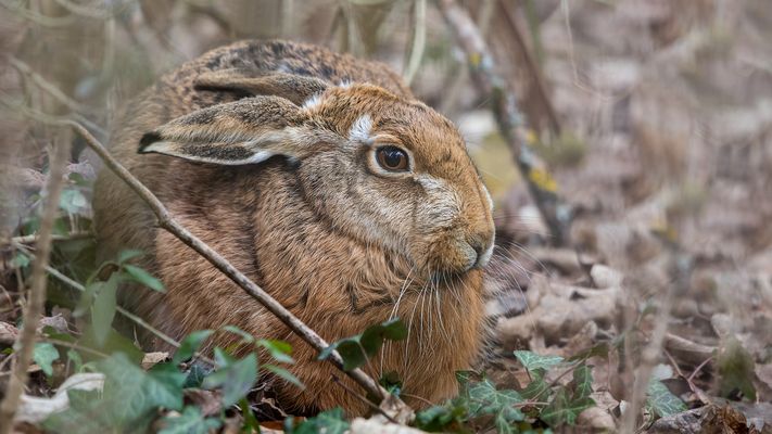 Ein gemütliches Versteck im Gestrüpp