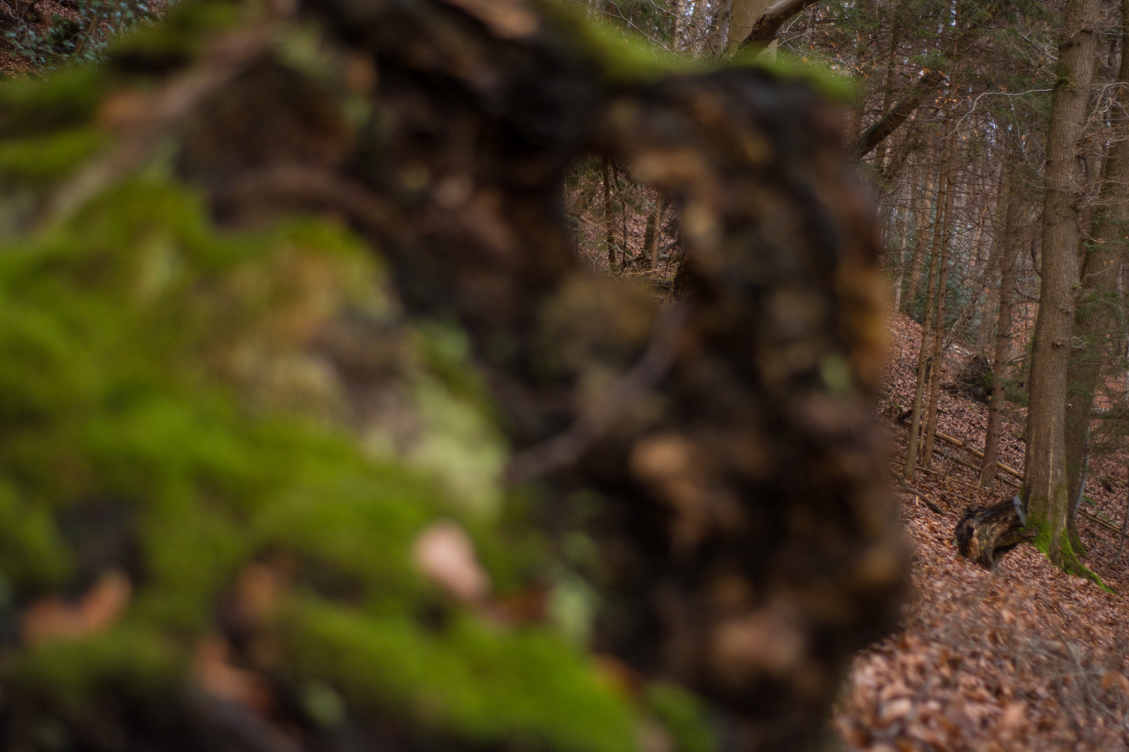 Ein genußvoller Spaziergang im Wald ermöglicht dir hin und wieder den Durchblick