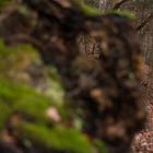 Ein genußvoller Spaziergang im Wald ermöglicht dir hin und wieder den Durchblick