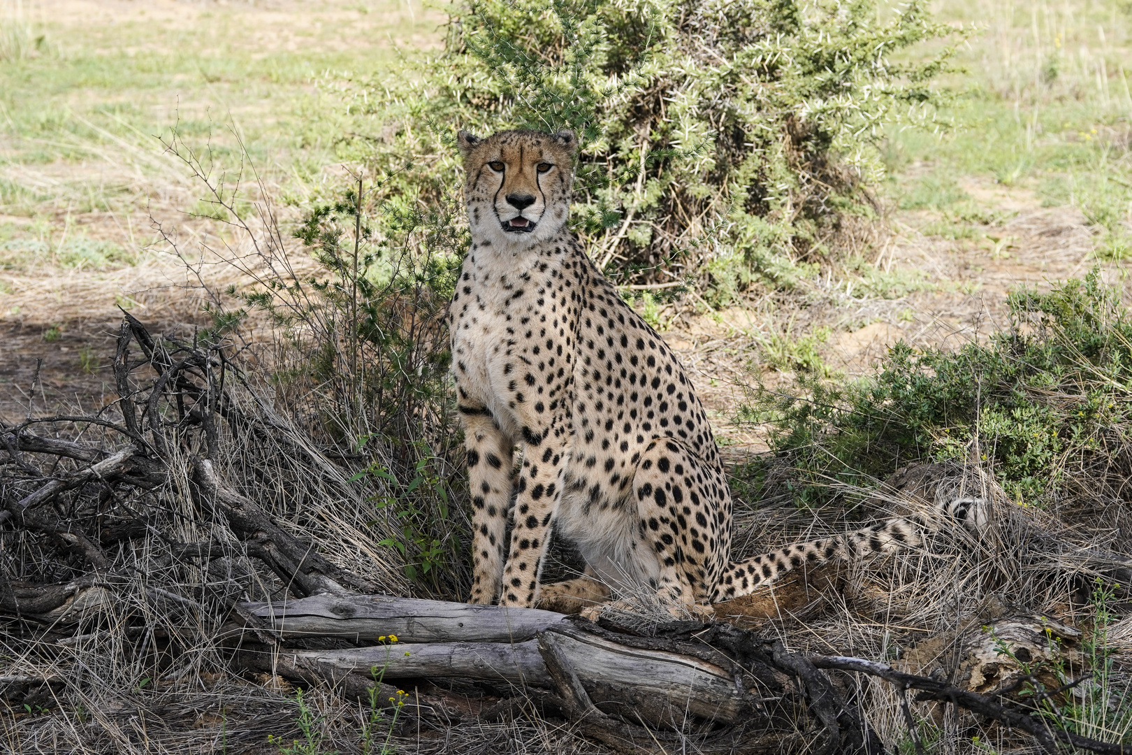 Ein Gepard