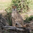 Ein Gepard