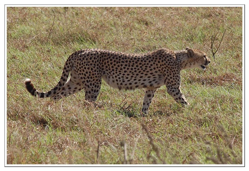 Ein Gepard auf der Pirsch