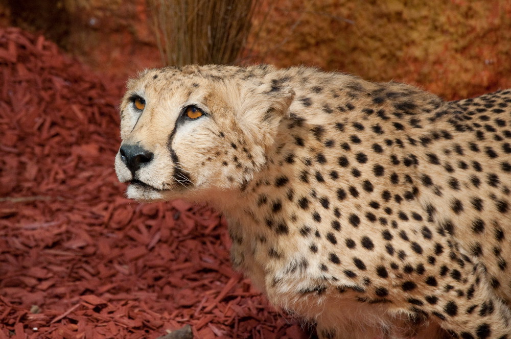 Ein Gepard im Museum beim Tierpark in Feld am SE