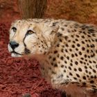 Ein Gepard im Museum beim Tierpark in Feld am SE