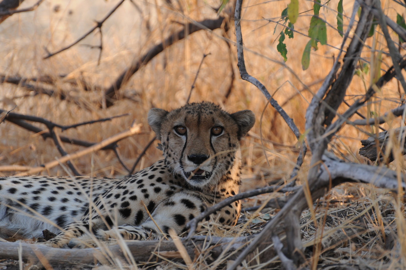 Ein Gepard im Ruaha Nationalpark