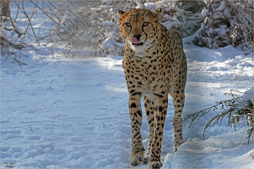 ein Gepard im Schnee