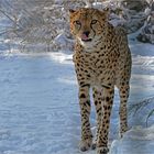 ein Gepard im Schnee