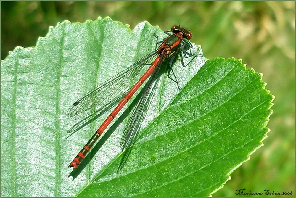 Ein geplagter Adonis