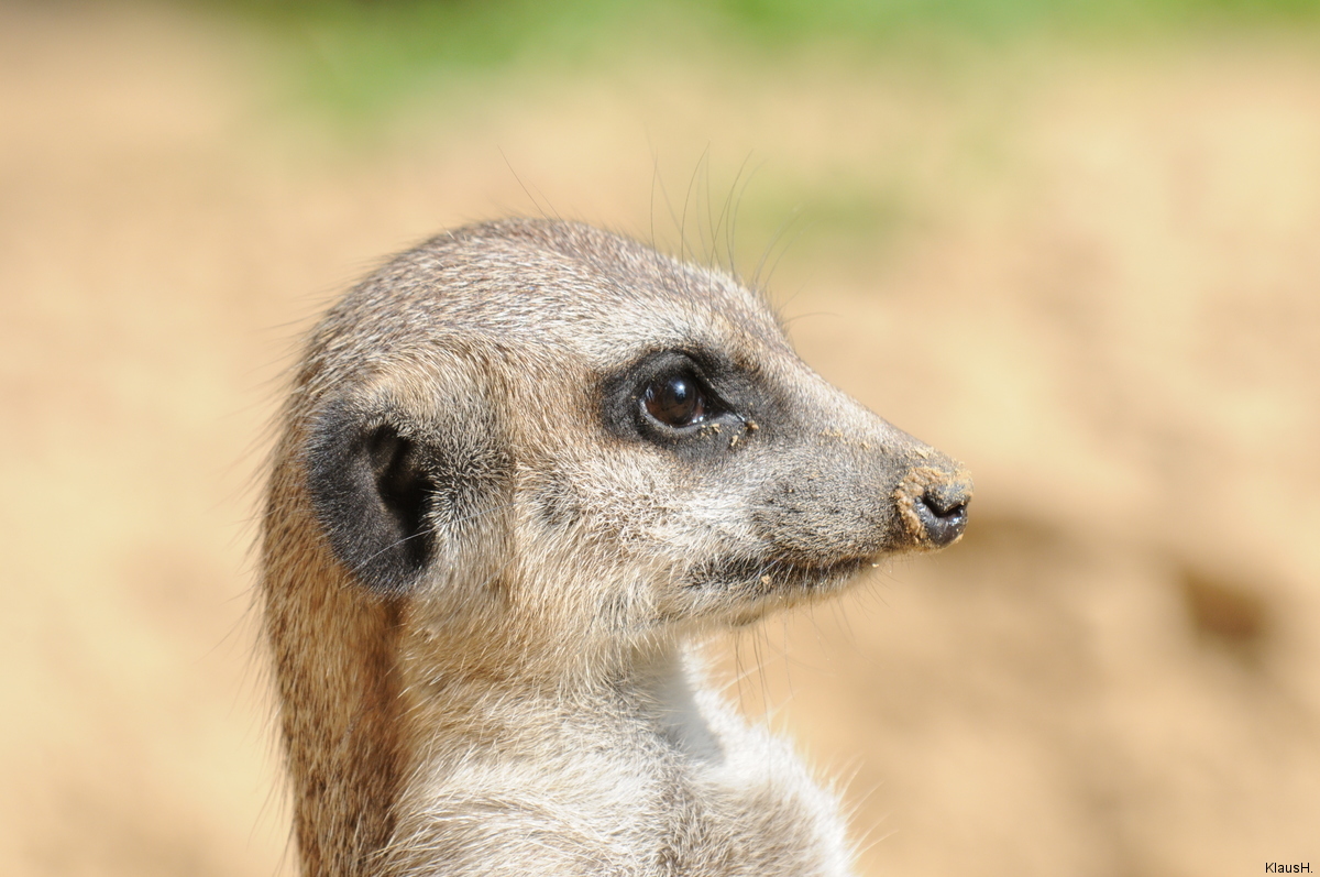 Ein gepudertes Nässchen...