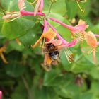 ...ein gern gesehener Gast im Garten 