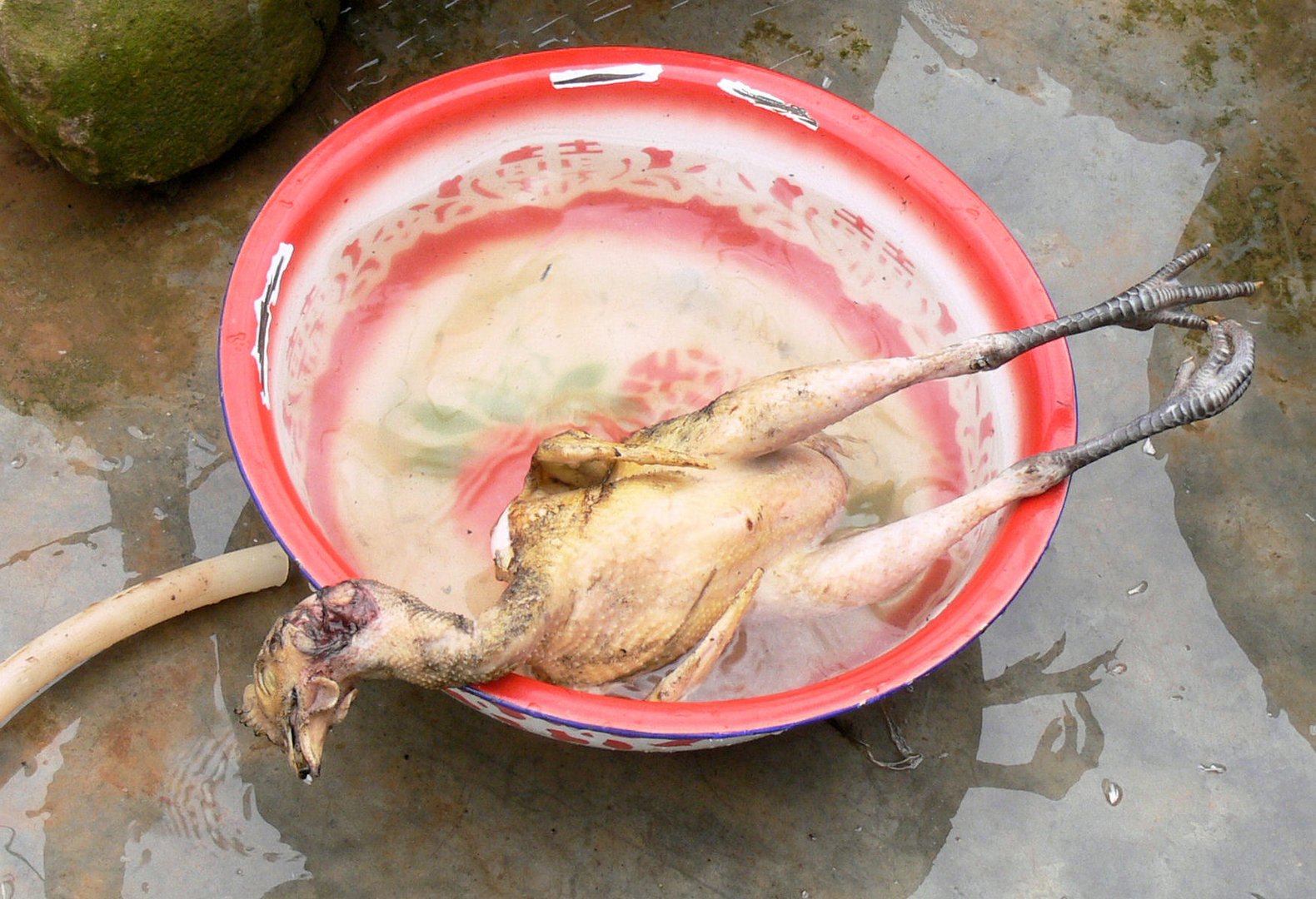 … ein gerupftes Huhn liegt in einer Schüssel.