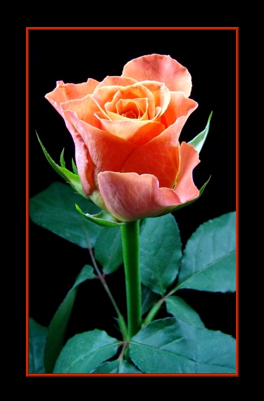 Ein Geschenk der Natur - " Die Rose "