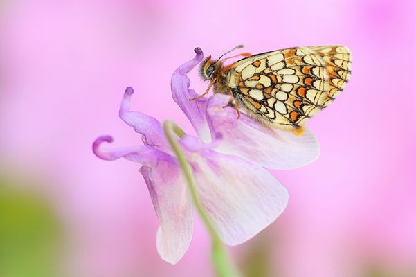 ...Ein Geschenk der Natur....