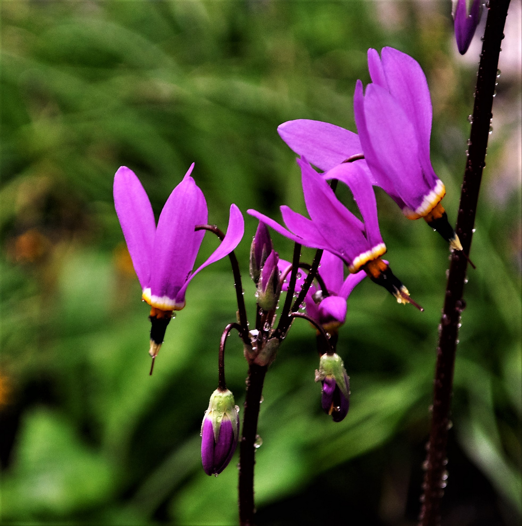 Ein Geschenk des botanischen Garten aber.....