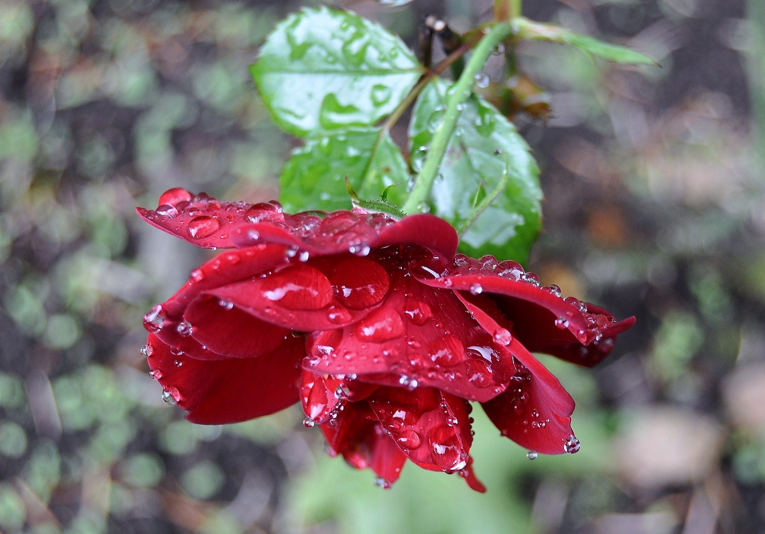 Ein Geschenk vom Himmel für die letzte Rose