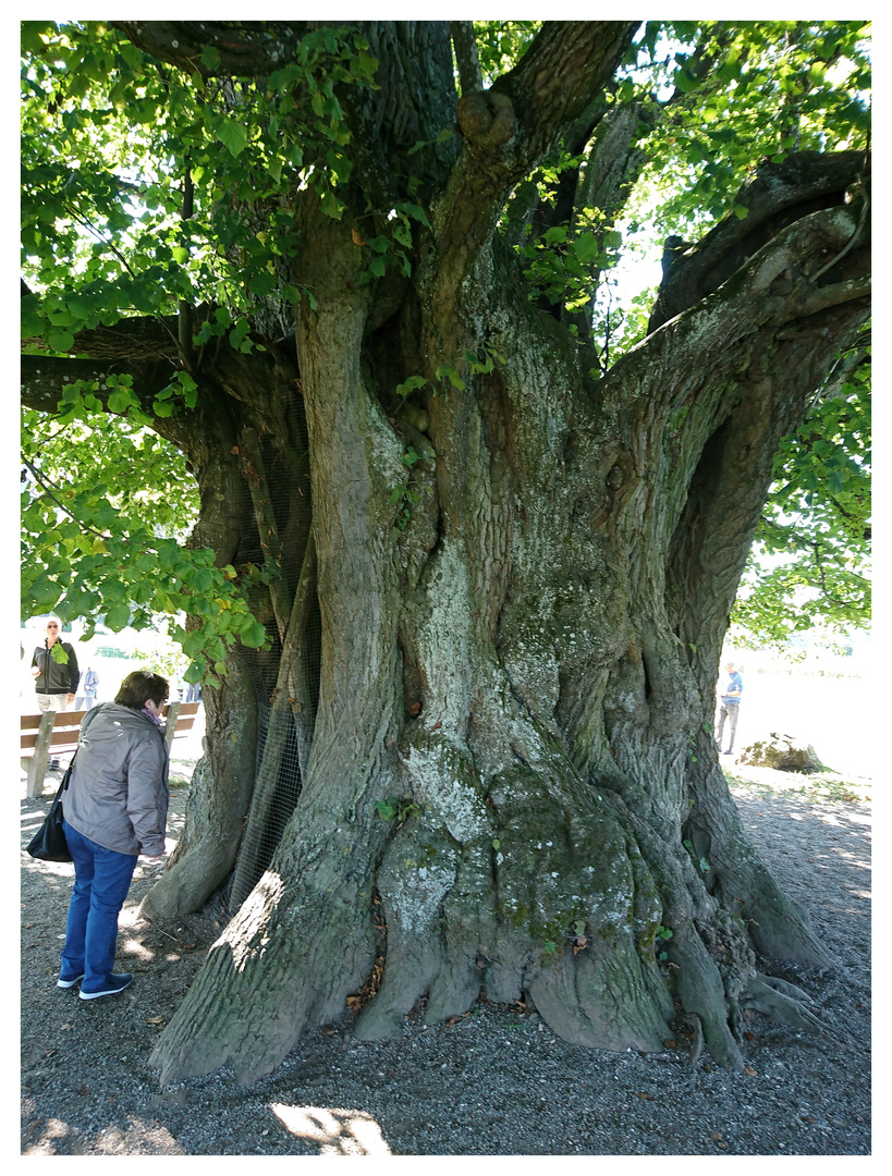 Ein geschichtsträchtiger Baum