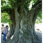 Ein geschichtsträchtiger Baum