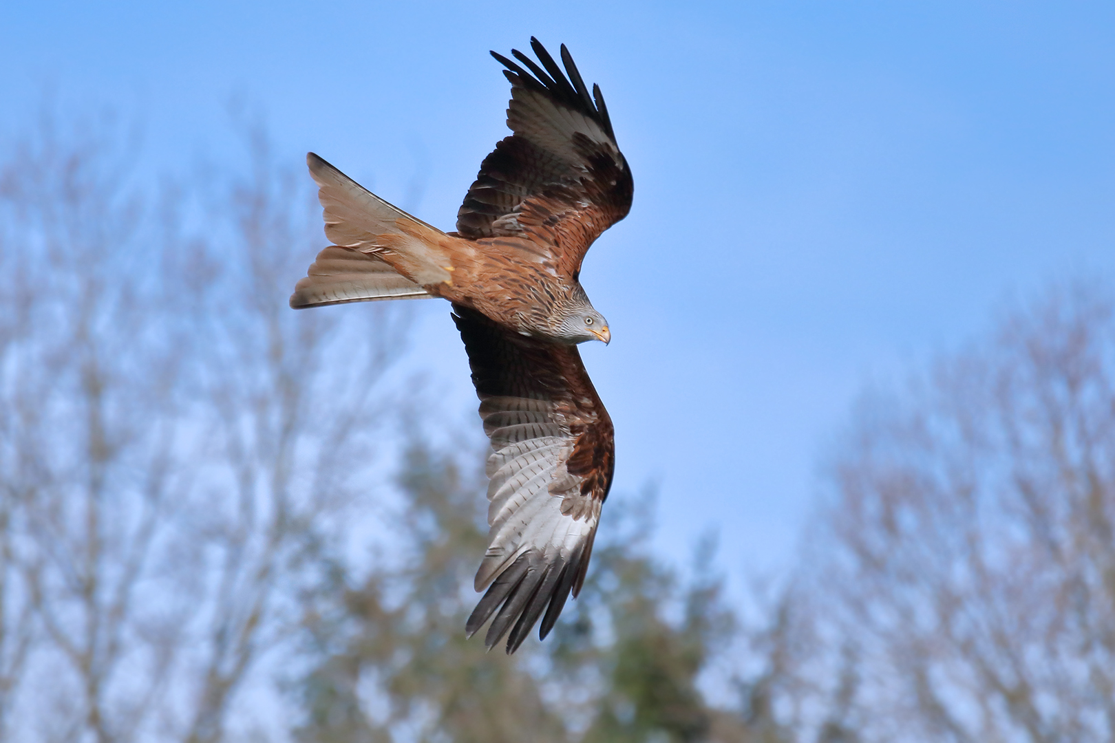 Ein geschickter Flieger