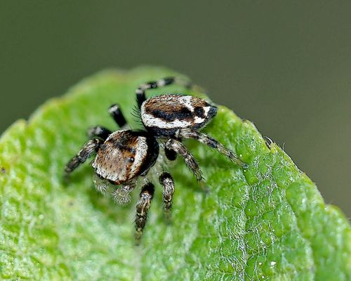 Ein geschickter Mini-Jäger ...