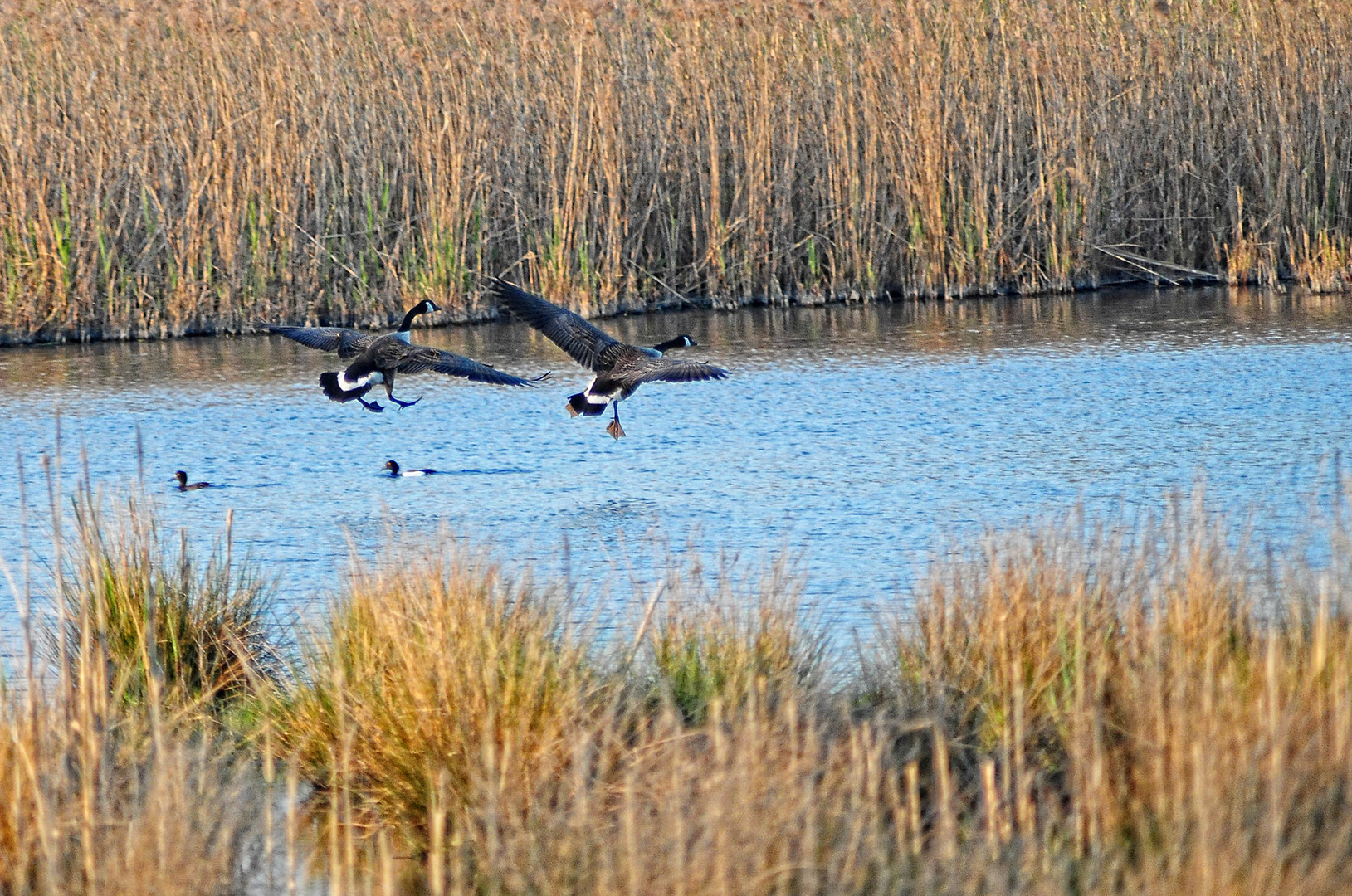 Ein Geschwader Kanadagänse setzt zur Wasserung an ...