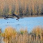 Ein Geschwader Kanadagänse setzt zur Wasserung an ...