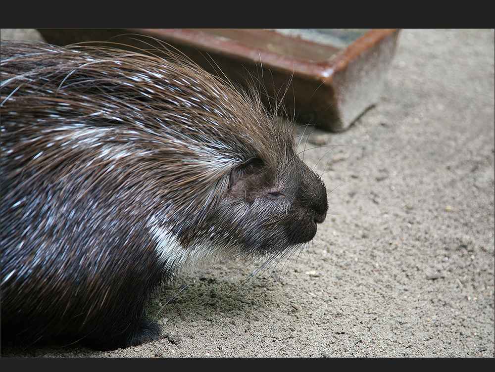 ein geselliges Tier ist das Schwein