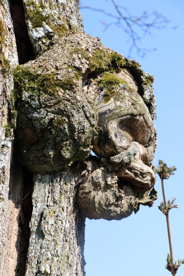 ein Gesicht im Holz