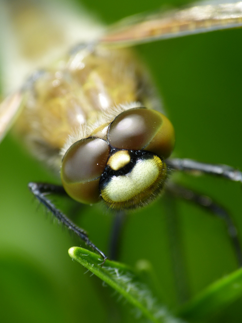 Ein Gesicht zum Verlieben