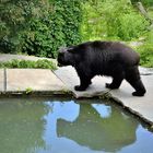 Ein gespiegelter Bär 