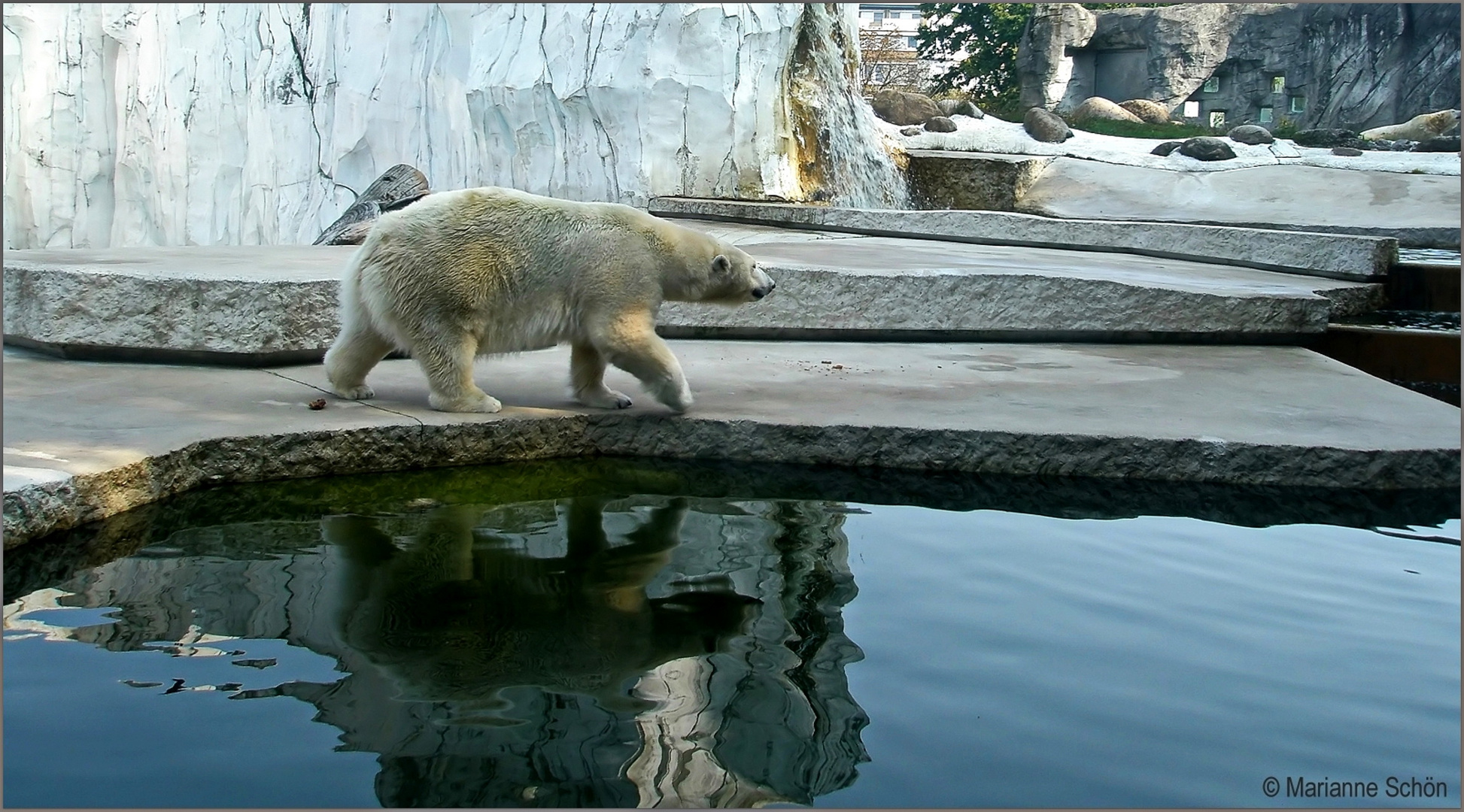 Ein gespiegelter Eisbär...