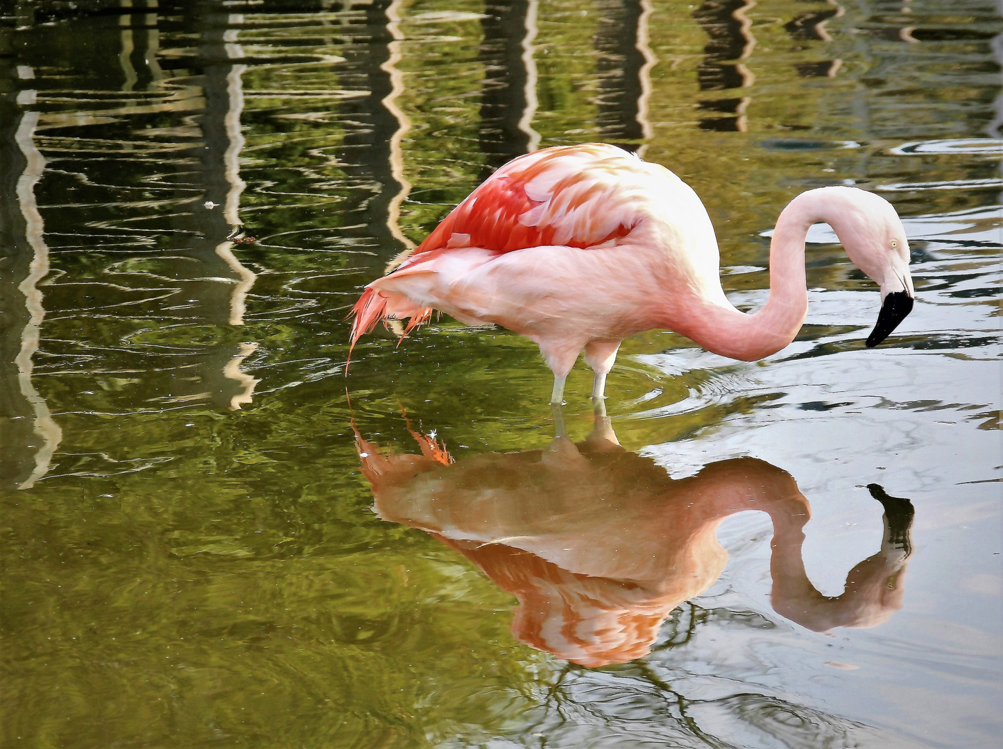 ein gespiegelter Flamingo