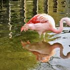 ein gespiegelter Flamingo