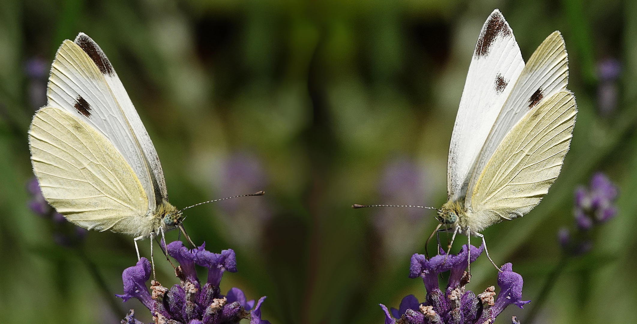 ein Gespräch von Blüte zu Blüte   