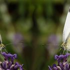 ein Gespräch von Blüte zu Blüte   