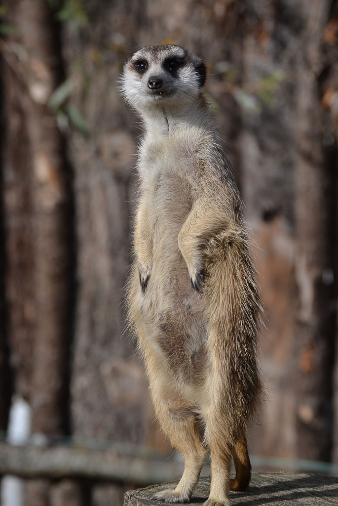 Ein gestandenes Männchen