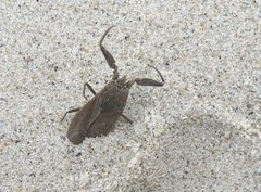 "Ein gestrandeter Käfer ".Wasserskorpion (Wanze)