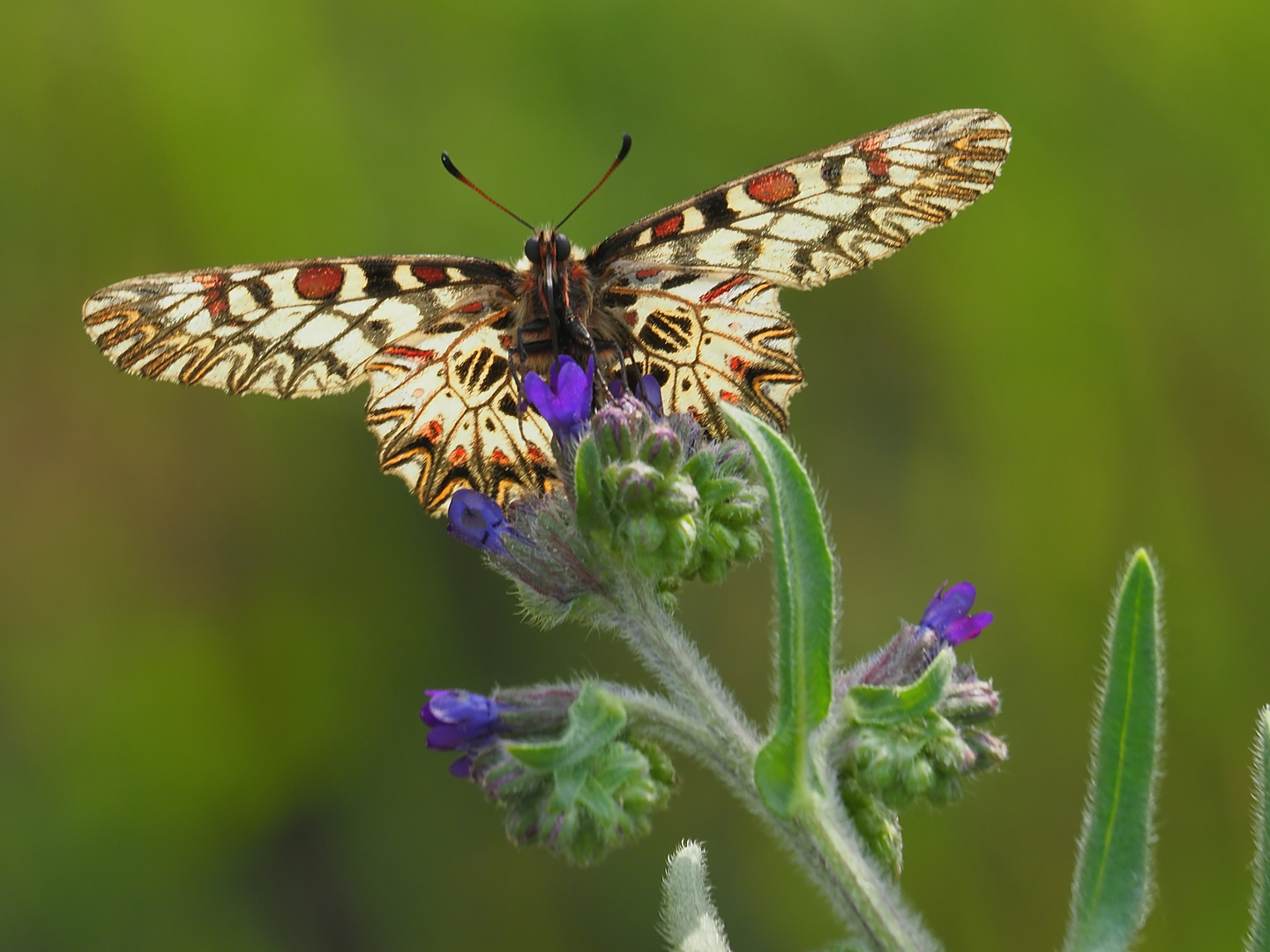 Ein gestriger