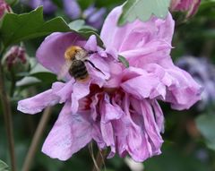 ein Gesumse wie im Bienenstock rund um die Blüten
