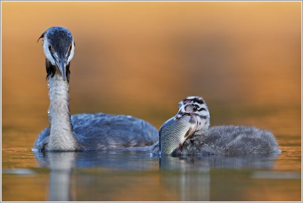 ein gewaltiger Brocken...