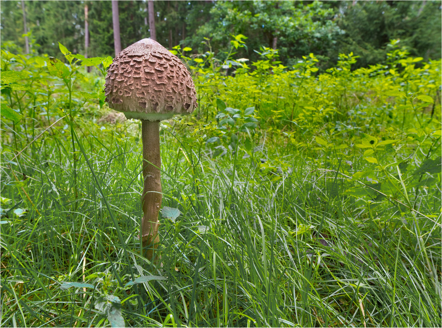 Ein gewaltiger Parasolpilz...
