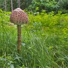 Ein gewaltiger Parasolpilz...