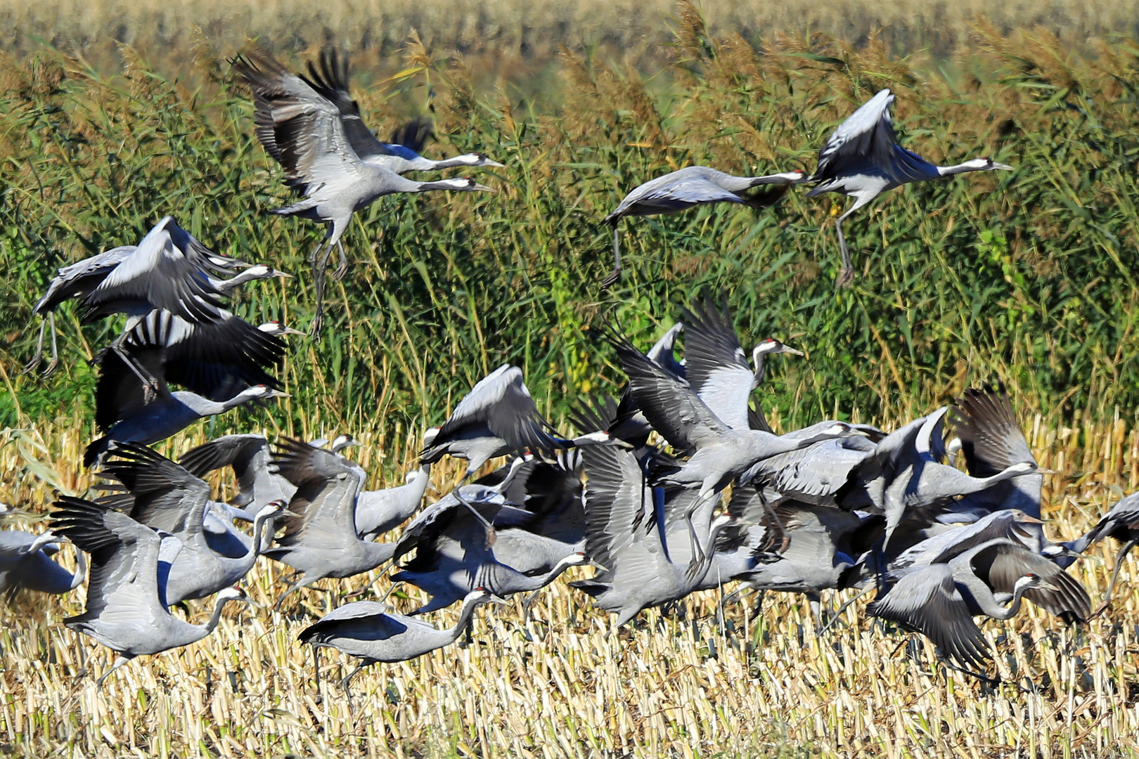 Ein Gewimmel Glück(svögel)!