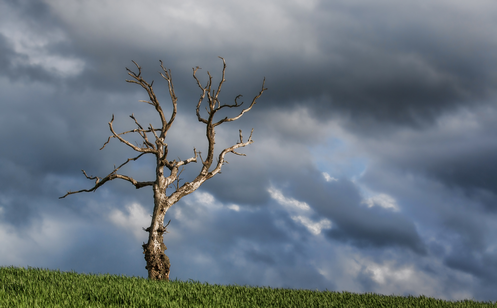 ein Gewitter naht... vielleicht ist der Baum schon einmal das Opfer eines Blitzschlages gewesen ??