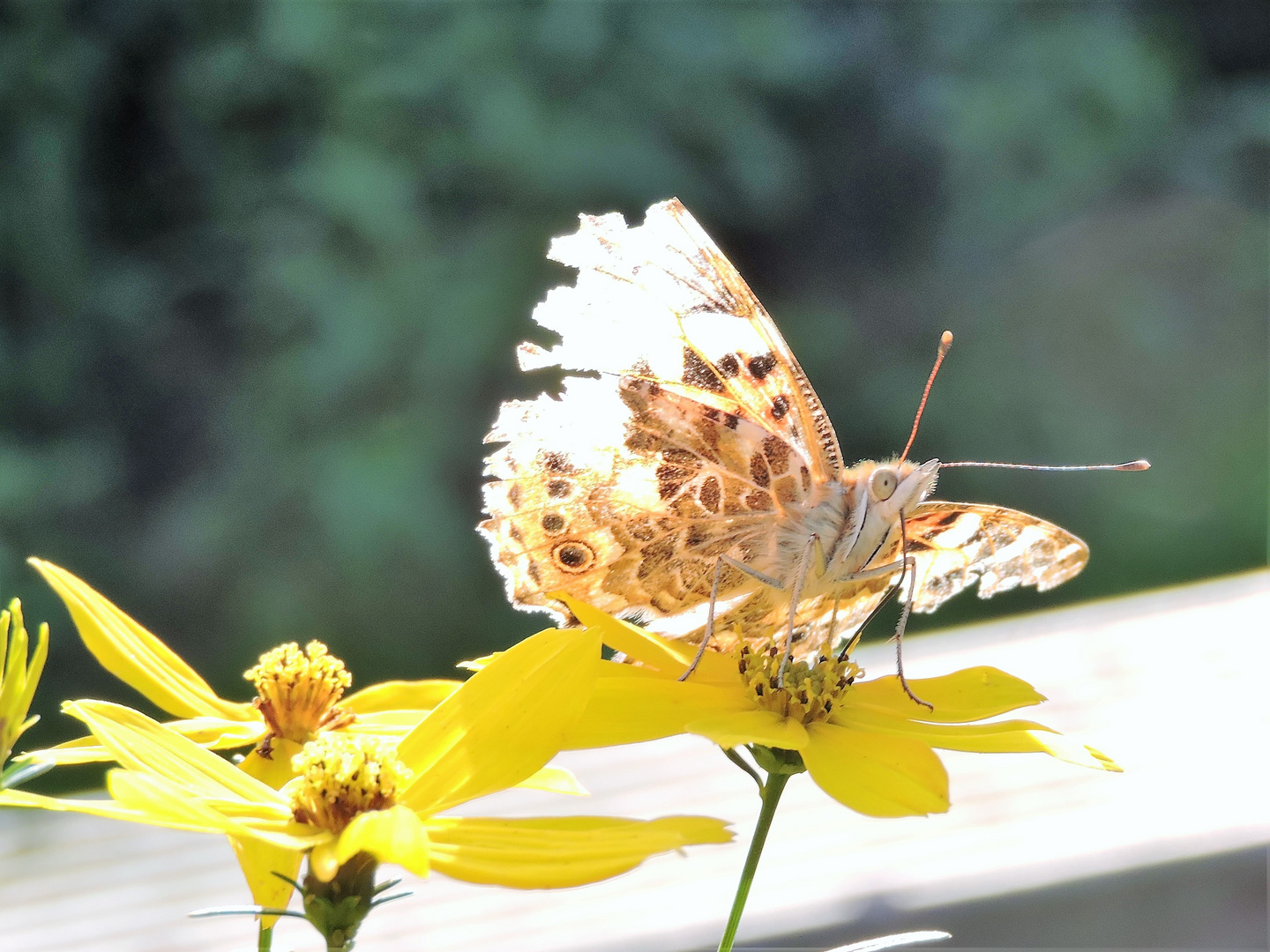 ein gezeichneter Schmetterling