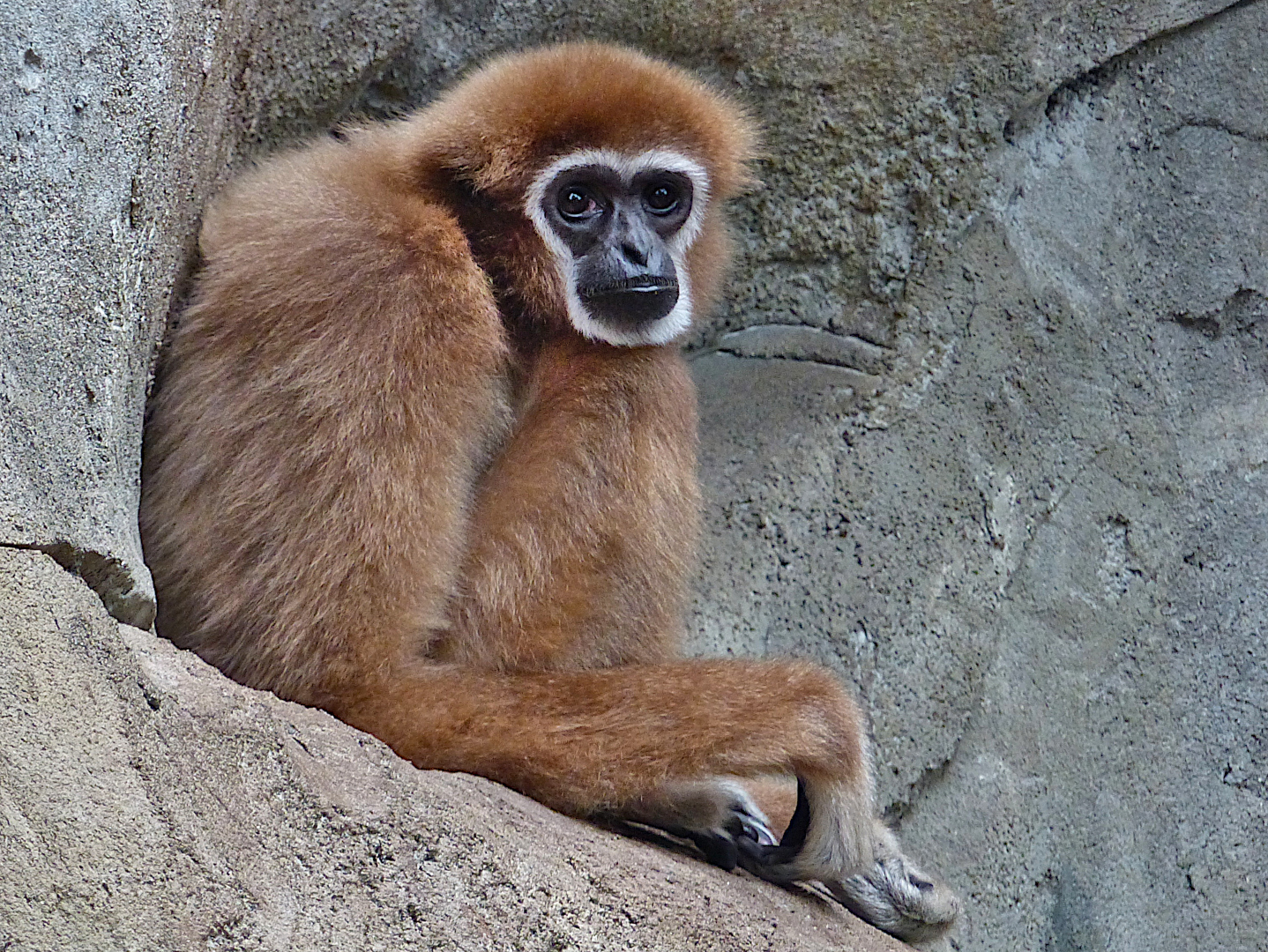 Ein Gibbon