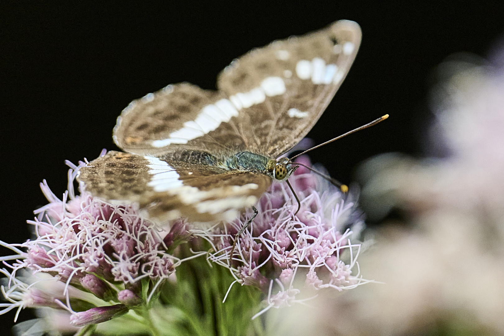 Ein giftiger Schmetterling...