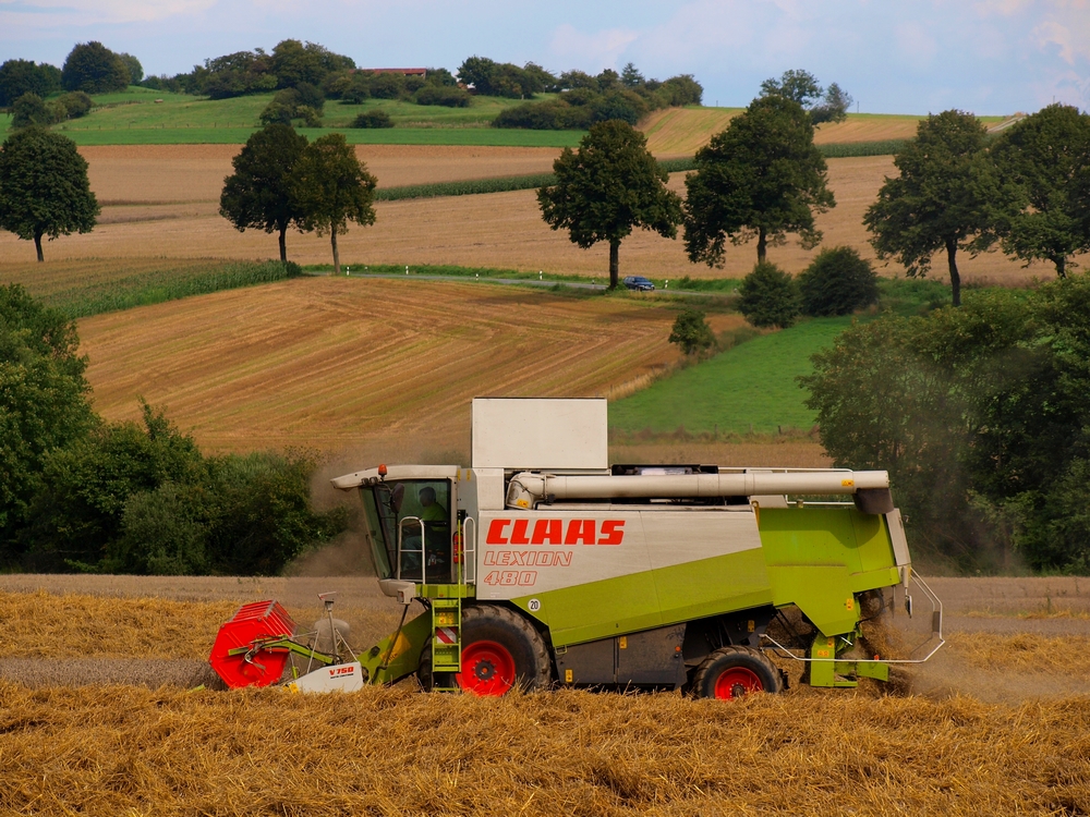 Ein Gigant im Kornfeld