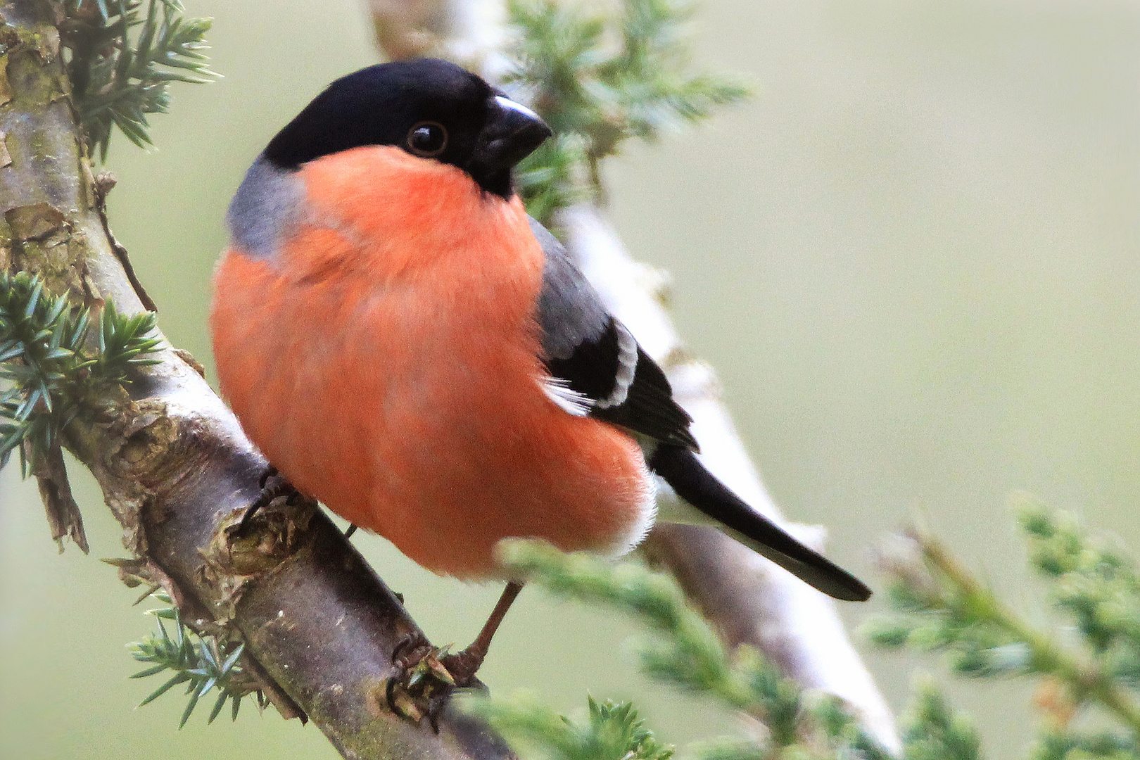 Ein Gimpel Foto & Bild tiere, wildlife, wild lebende vögel Bilder auf