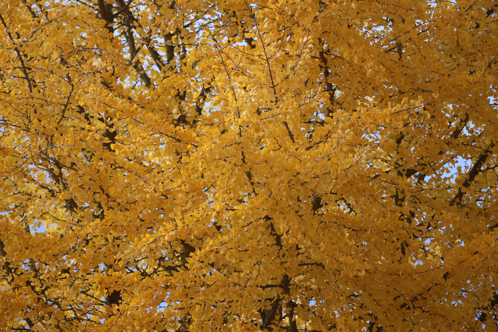 Ein Ginko